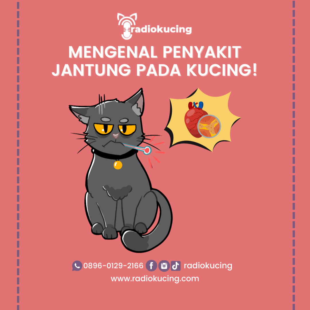 Kucing dan Kesejukan di Jantung Cilacap: Penginapan Unik yang Menghargai Pelanggan